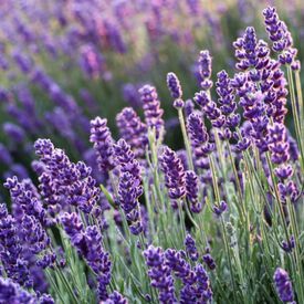 Blue Scent, Lavender Seeds